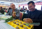 21届杨凌农高会豪门国际猕猴桃姿势高