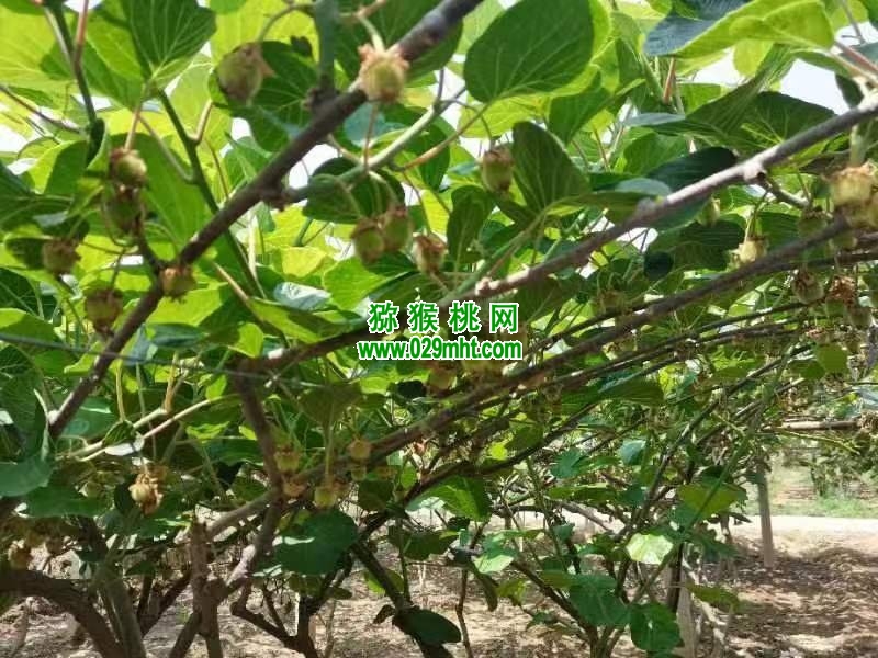 豪门国际 f7dab