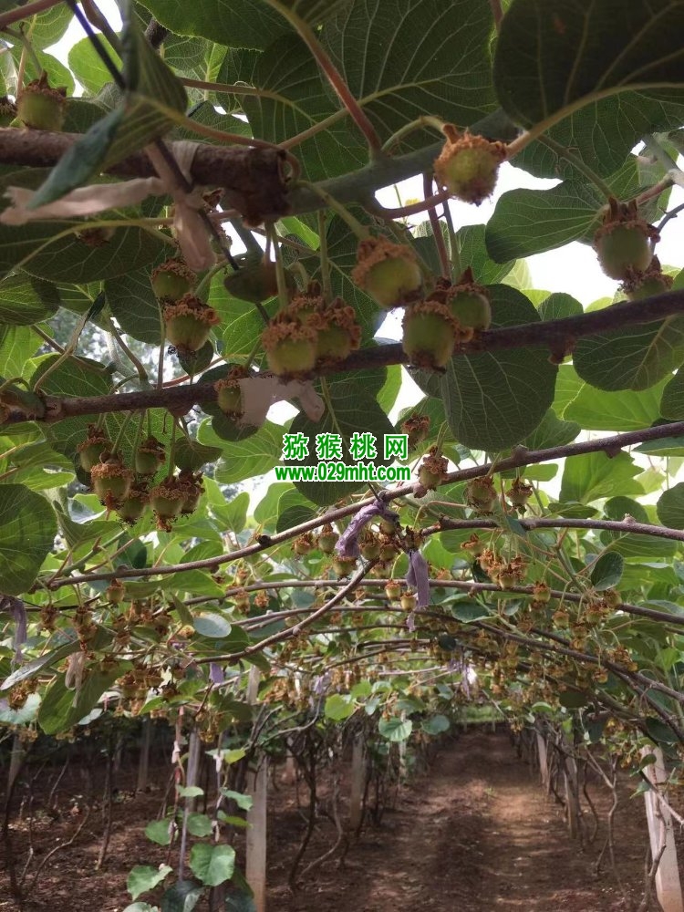 豪门国际 a63cf
