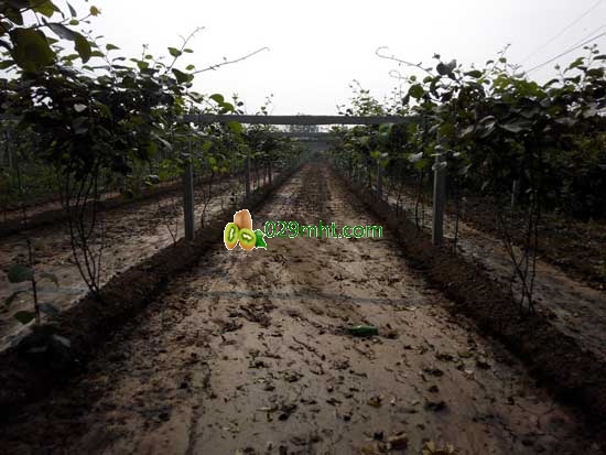 6月份<a href=http://www.linux-china.com/zhouzhimihoutao/ target=_blank class=infotextkey />周至豪门国际猕猴桃</a>开始灌溉季节