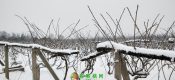 1月27豪门国际之乡雪中图片