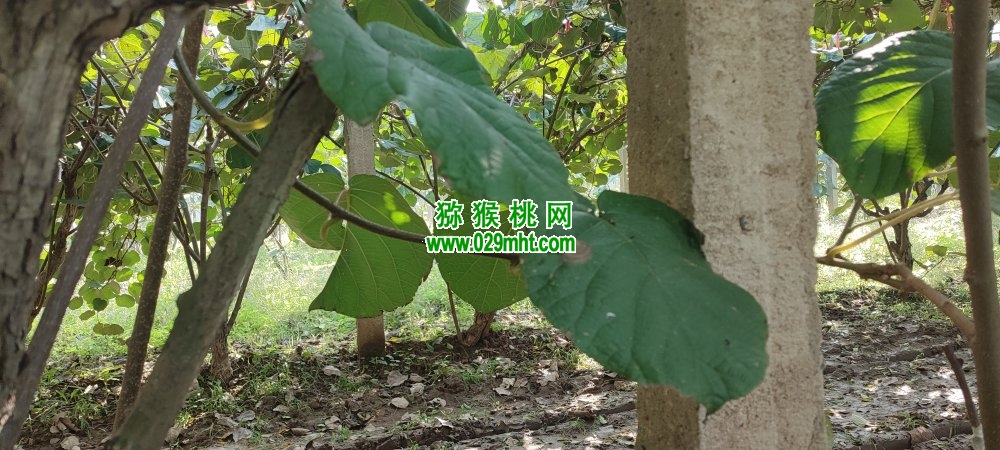 豪门国际 d0bef
