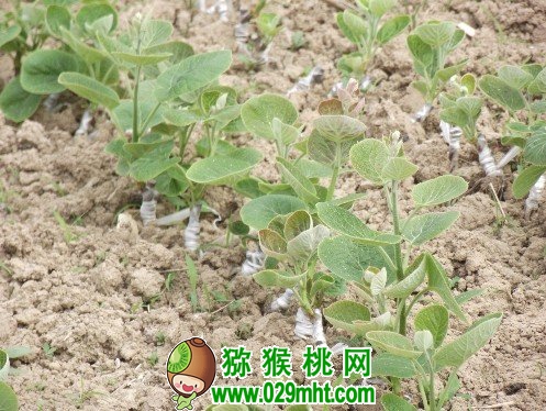    豪门国际猕猴桃的嫩枝快繁技术