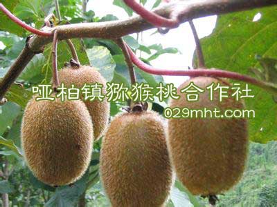 哑柏镇豪门国际猕猴桃合作社
