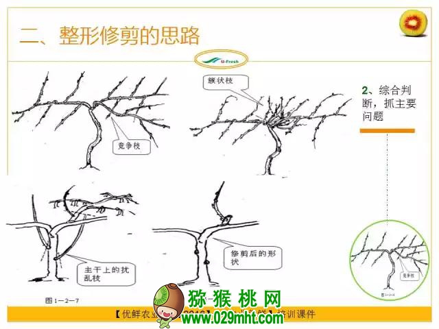 <a href=http://www.linux-china.com/mht/hongxin/ target=_blank class=infotextkey />红心豪门国际猕猴桃</a>整形修剪详解(图片示范)