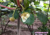 陕西周至豪门国际猕猴桃5月花开画报