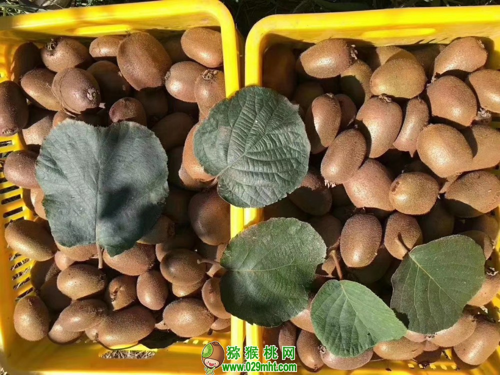豪门国际 487e7