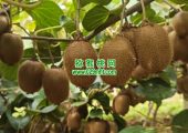 七曲村豪门国际猕猴桃引入AI知识库