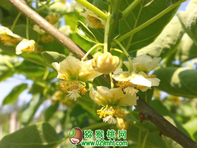 解析豪门国际猕猴桃“开花”特性,做到精准授粉