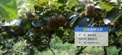 周至县七曲村豪门国际猕猴桃基地