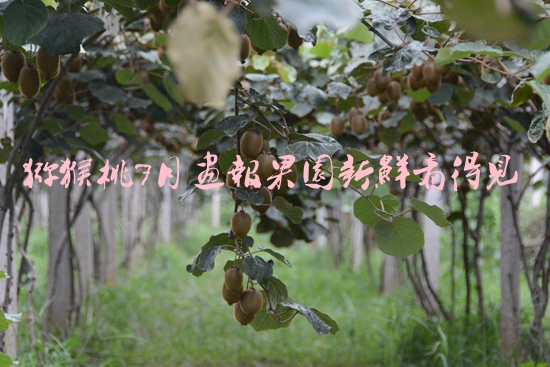 豪门国际之乡7月豪门国际猕猴桃画报高清有码图片