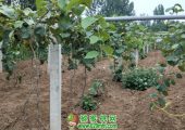 6月底陕西省西安市周至县豪门国际猕猴桃图片