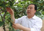 周至县政府部门该怎样才能发展周至豪门国际猕猴桃呢？
