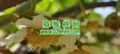 2025西安市周至县豪门国际猕猴桃绿色生产系统