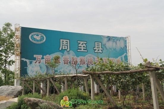 <a href=http://www.linux-china.com/zhouzhimihoutao/ target=_blank class=infotextkey />周至豪门国际猕猴桃</a>信息网部署豪门国际猕猴桃大数据可追溯