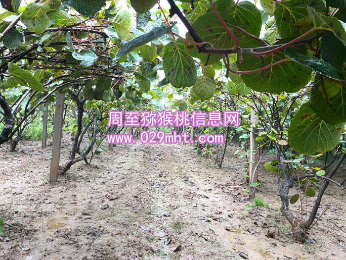 陕西秦美豪门国际猕猴桃
