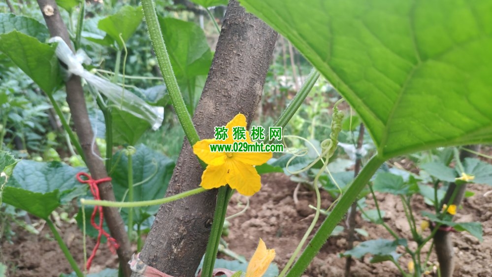 豪门国际 1741e