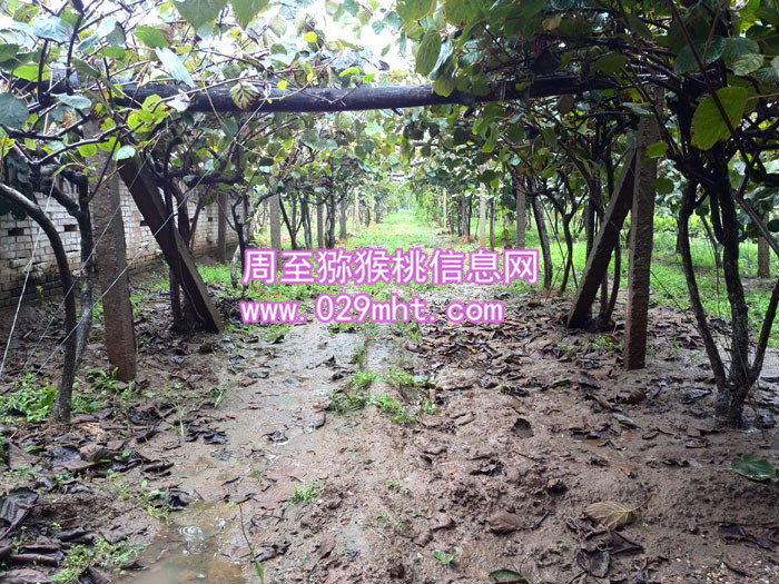 秦美豪门国际猕猴桃价格