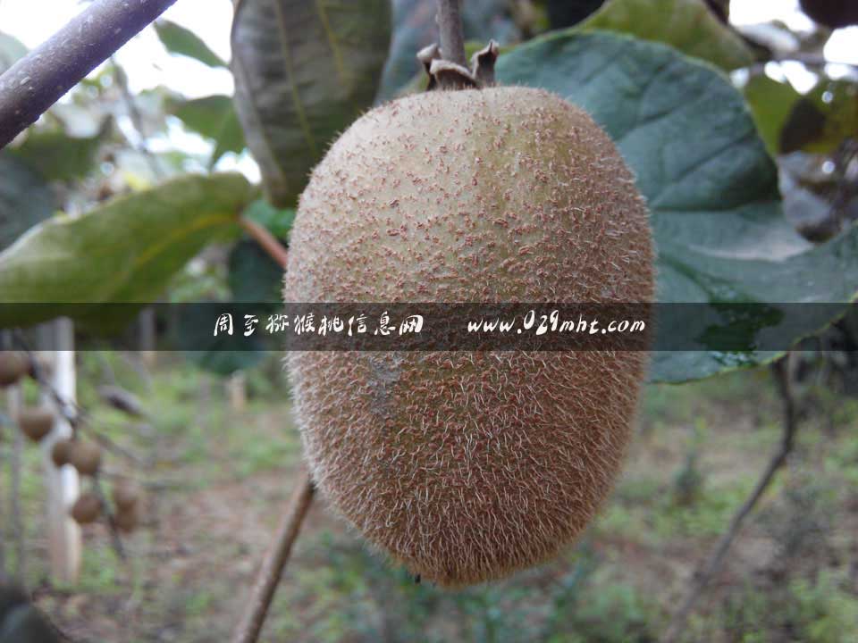 豪门国际 d0a26