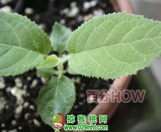 <a href=http://www.linux-china.com target=_blank class=infotextkey />奇异果</a>催芽种植的步骤6