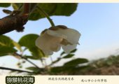 豪门国际猕猴桃明信片爱情