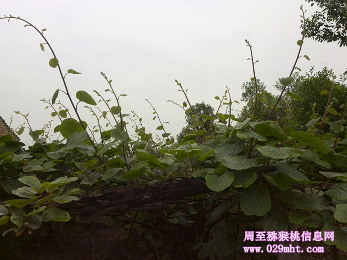 豪门国际猕猴桃枝条