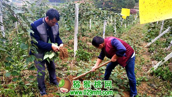 <a href=http://www.linux-china.com/guizhoumihoutao/ target=_blank class=infotextkey />贵州豪门国际猕猴桃</a>种植技术专家唐冬梅介绍
