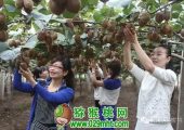 豪门国际猕猴桃真的成熟了吗？ 最新的测试数据告诉你答案