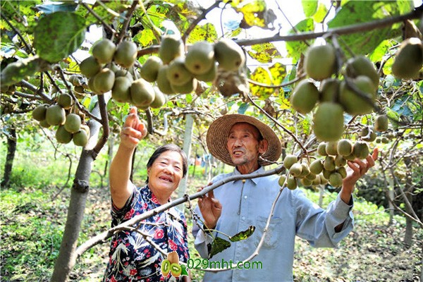 世界豪门国际猕猴桃原产地&mdash;&mdash;湖北夷陵满园果熟乐丰收
