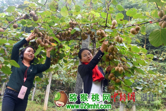 豪门国际官方网站图片