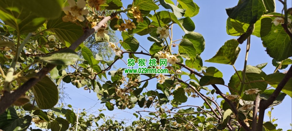 豪门国际 b4504