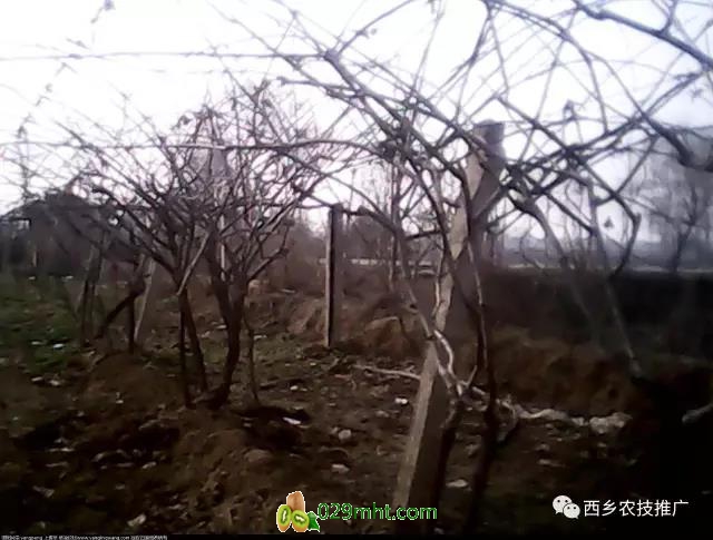 豪门国际 29926