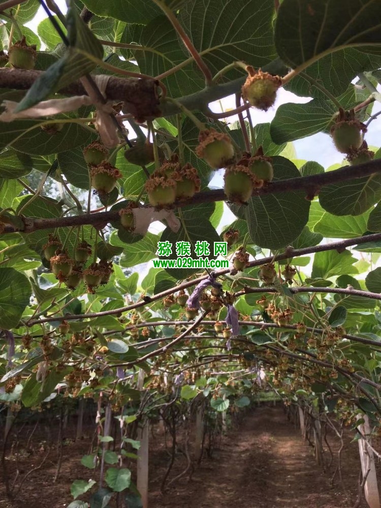 豪门国际 cc1db