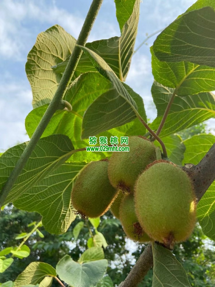 豪门国际 b5159