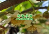 2025西安市周至县豪门国际猕猴桃绿色生产系统