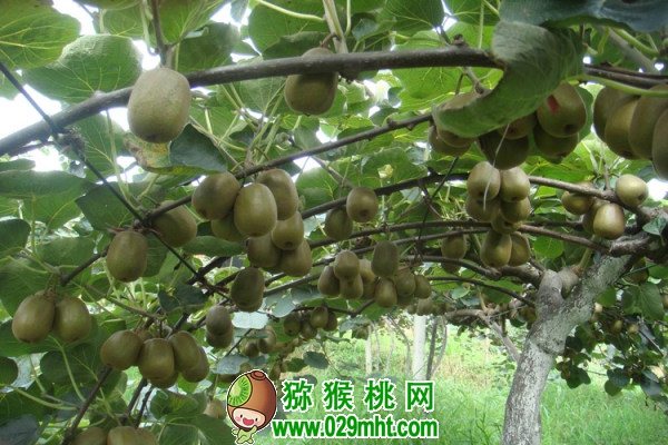 豪门国际 c07af