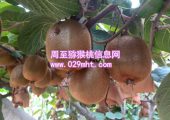 果农自产秦美豪门国际猕猴桃销售