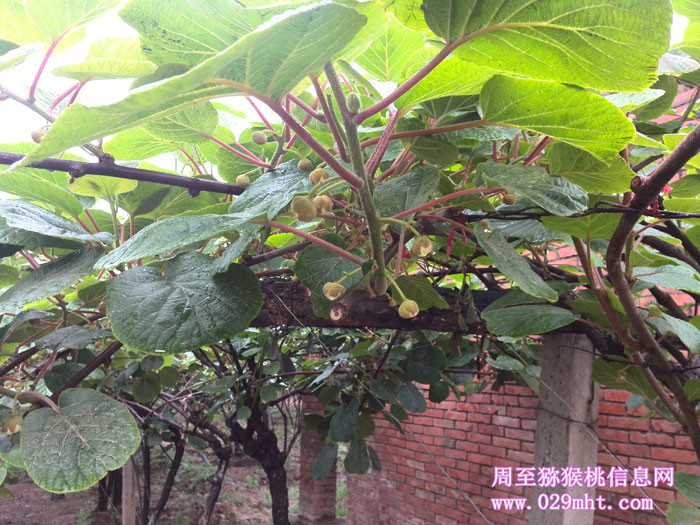 陕西周至豪门国际猕猴桃5月花开画报