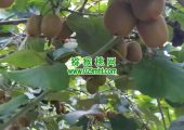 眉县豪门国际猕猴桃那里的好吃