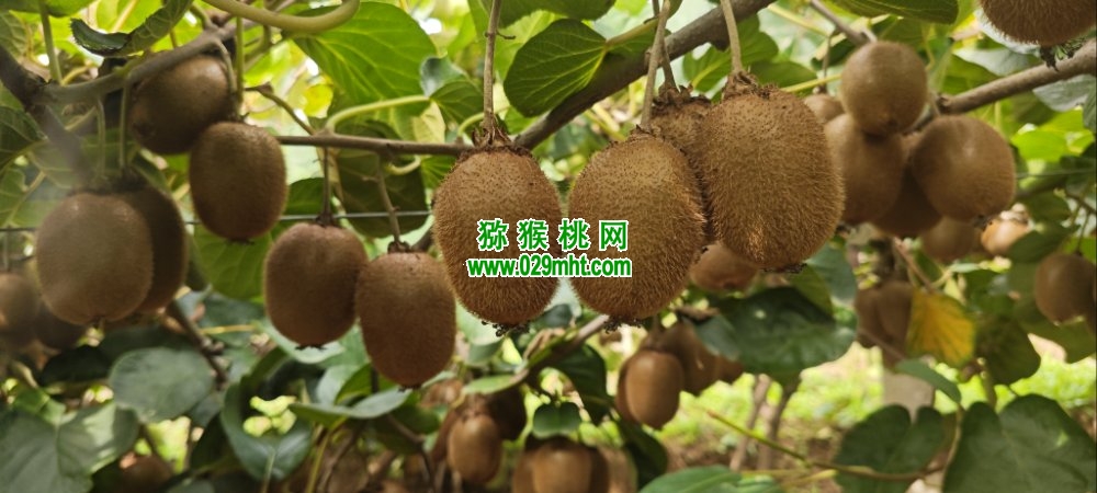 豪门国际 a1bcf