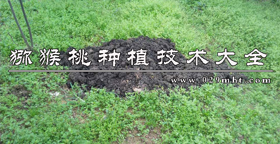 豪门国际猕猴桃种植技术大全.jpg
