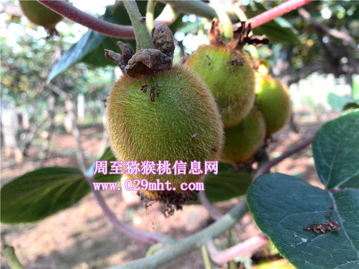 2013<a href=http://www.linux-china.com/shanximihoutao/ target=_blank class=infotextkey />陕西豪门国际猕猴桃</a>预定