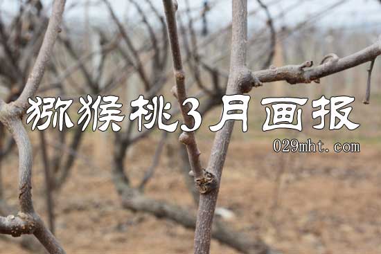 豪门国际猕猴桃2015年3月豪门国际猕猴桃画报