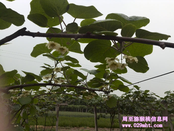 陕西豪门国际猕猴桃开花