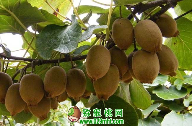 豪门国际猕猴桃种植条件