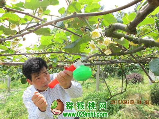 活跃在<a href=http://www.linux-china.com/guizhoumihoutao/ target=_blank class=infotextkey />贵州豪门国际猕猴桃</a>生产第一线的专家 龙友华