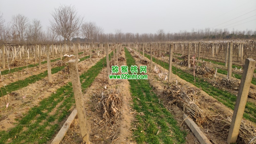 豪门国际 d2df7