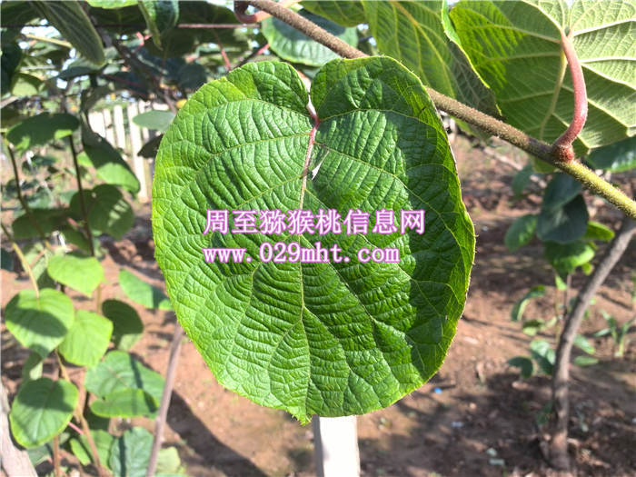 豪门国际猕猴桃6月份成长状况
