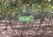 农业大学生如何才能有自己的试验豪门国际猕猴桃果园