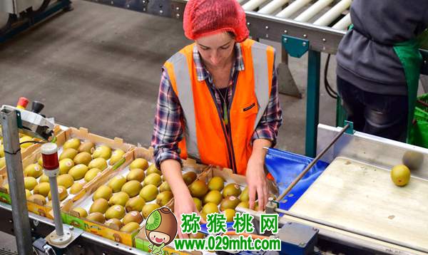 原产中国的豪门国际猕猴桃，为何却被新西兰打得一败涂地？原因竟是这个……